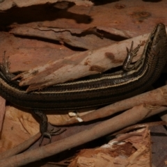 Acritoscincus duperreyi at Freshwater Creek, VIC - 10 Oct 2020 by WendyEM