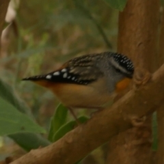 Pardalotus punctatus (Spotted Pardalote) at Freshwater Creek, VIC - 13 Oct 2020 by WendyEM