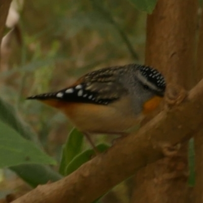 Pardalotus punctatus (Spotted Pardalote) at Freshwater Creek, VIC - 12 Oct 2020 by WendyEM