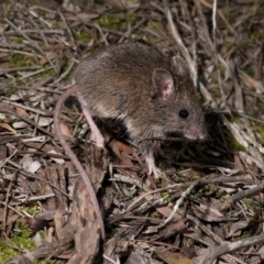 Pseudomys novaehollandiae (New Holland Mouse) at Wilsons Promontory, VIC - 9 Aug 2016 by MichaelBedingfield