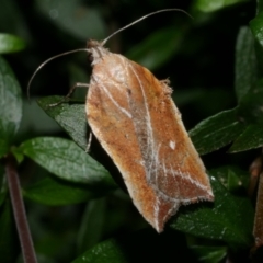 Arachnographa micrastrella (A concealer moth) at Freshwater Creek, VIC - 5 Oct 2020 by WendyEM