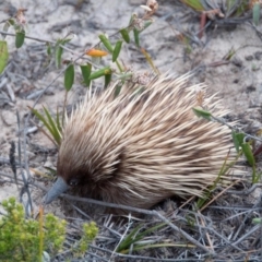 Tachyglossus aculeatus multiaculeatus (Kangaroo Island Echidna) by MichaelBedingfield