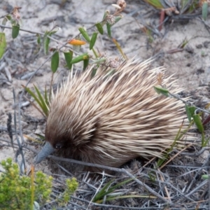 Tachyglossus aculeatus multiaculeatus at suppressed - 2 Nov 2012