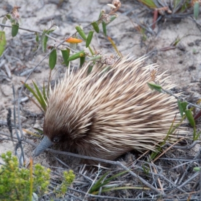 Tachyglossus aculeatus multiaculeatus (Kangaroo Island Echidna) by MichaelBedingfield