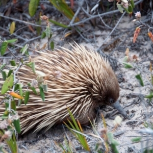 Tachyglossus aculeatus multiaculeatus at suppressed - suppressed