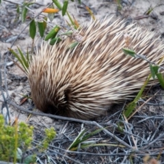 Tachyglossus aculeatus multiaculeatus at suppressed - suppressed