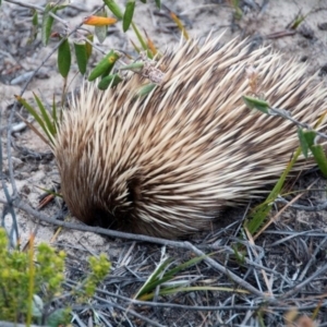 Tachyglossus aculeatus multiaculeatus at suppressed - 2 Nov 2012