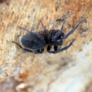 Badumna sp. (genus) at Hackett, ACT - 28 Aug 2024 02:53 PM