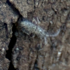 Entomobryomorpha (order) at Ainslie, ACT - 28 Aug 2024