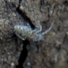 Entomobryomorpha (order) at Ainslie, ACT - 28 Aug 2024