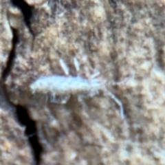 Entomobryomorpha (order) at Ainslie, ACT - 28 Aug 2024 02:40 PM