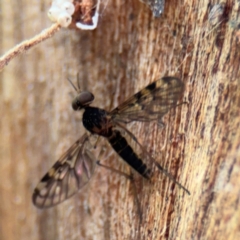 Sylvicola dubius (Wood-gnat) at Ainslie, ACT - 28 Aug 2024 by Hejor1