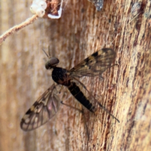 Sylvicola dubius at Ainslie, ACT - 28 Aug 2024 01:33 PM