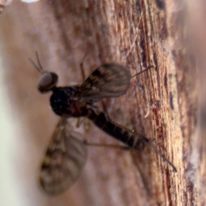 Sylvicola dubius at Ainslie, ACT - 28 Aug 2024