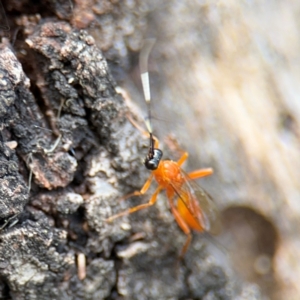 Stiromesostenus sp. (genus) at Ainslie, ACT - 28 Aug 2024