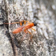 Stiromesostenus sp. (genus) at Ainslie, ACT - 28 Aug 2024