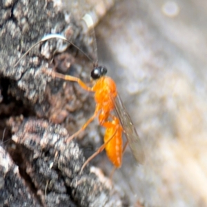 Stiromesostenus sp. (genus) at Ainslie, ACT - 28 Aug 2024