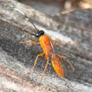 Stiromesostenus sp. (genus) at Ainslie, ACT - 28 Aug 2024