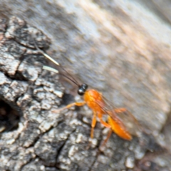 Stiromesostenus sp. (genus) at Ainslie, ACT - 28 Aug 2024