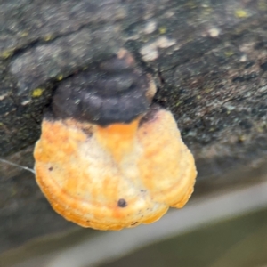 Truncospora ochroleuca at Ainslie, ACT - 28 Aug 2024 01:49 PM