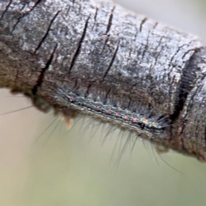 Anestia (genus) at Ainslie, ACT - 28 Aug 2024