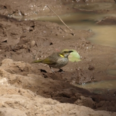 Ptilotula ornata (Yellow-plumed Honeyeater) at Rankins Springs, NSW - 29 Sep 2018 by MatthewFrawley