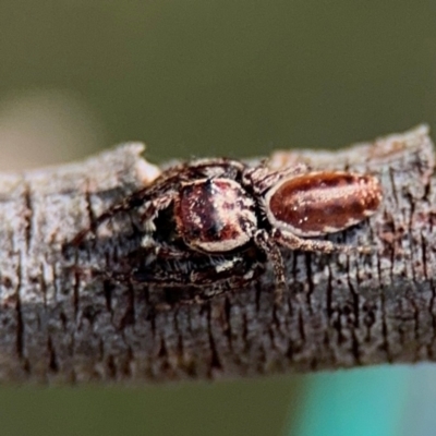 Opisthoncus serratofasciatus (Chevronned jumper) at Ainslie, ACT - 28 Aug 2024 by Hejor1