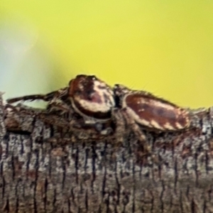 Opisthoncus serratofasciatus at Ainslie, ACT - 28 Aug 2024