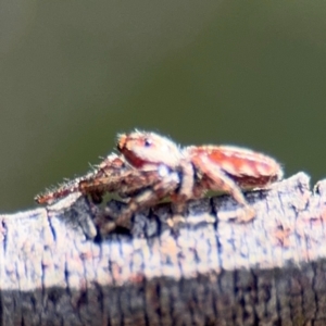 Opisthoncus serratofasciatus at Ainslie, ACT - 28 Aug 2024