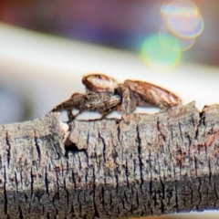 Opisthoncus serratofasciatus at Ainslie, ACT - 28 Aug 2024