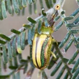 Calomela juncta at Ainslie, ACT - 28 Aug 2024