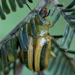 Calomela juncta at Ainslie, ACT - 28 Aug 2024