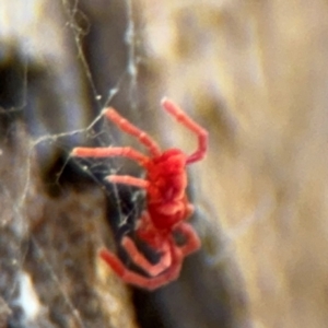 Trombidiidae (family) at Ainslie, ACT - 28 Aug 2024