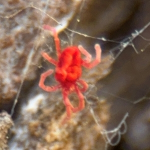 Trombidiidae (family) at Ainslie, ACT - 28 Aug 2024