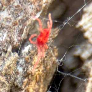 Trombidiidae (family) at Ainslie, ACT - 28 Aug 2024