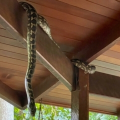 Morelia spilota mcdowelli (Eastern, Coastal or McDowell's Carpet python) at Chapel Hill, QLD - 4 Jul 2021 by KMcCue