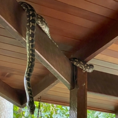 Morelia spilota mcdowelli (Eastern, Coastal or McDowell's Carpet python) at Chapel Hill, QLD - 4 Jul 2021 by KMcCue