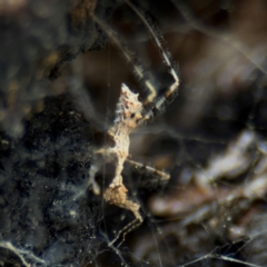 Stenolemus sp. (genus) at Ainslie, ACT - 28 Aug 2024