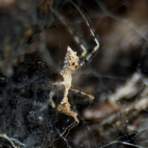 Stenolemus sp. (genus) at Ainslie, ACT - 28 Aug 2024