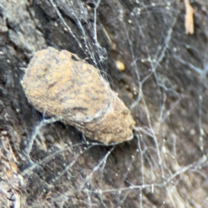 Cryptocephalinae (sub-family) at Ainslie, ACT - 28 Aug 2024