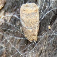 Cryptocephalinae (sub-family) at Ainslie, ACT - 28 Aug 2024