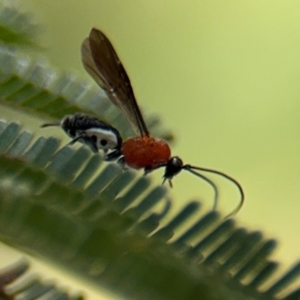 Braconidae (family) at Ainslie, ACT - 28 Aug 2024