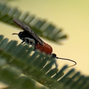 Braconidae (family) at Ainslie, ACT - 28 Aug 2024