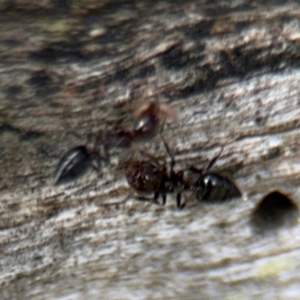 Crematogaster sp. (genus) at Ainslie, ACT - 28 Aug 2024