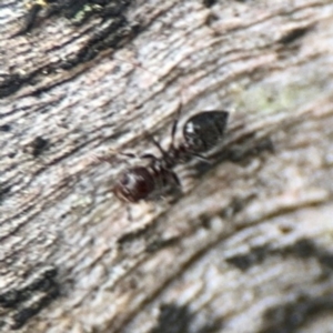 Crematogaster sp. (genus) at Ainslie, ACT - 28 Aug 2024