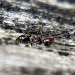 Crematogaster sp. (genus) at Ainslie, ACT - 28 Aug 2024