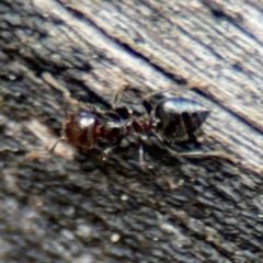 Crematogaster sp. (genus) at Ainslie, ACT - 28 Aug 2024