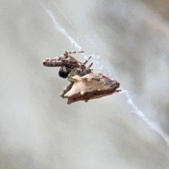 Philoponella congregabilis at Ainslie, ACT - 28 Aug 2024