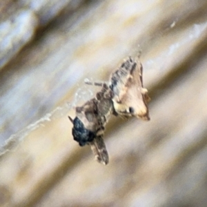 Philoponella congregabilis at Ainslie, ACT - 28 Aug 2024