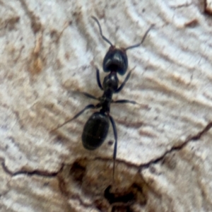 Anonychomyrma sp. (genus) at Ainslie, ACT - 28 Aug 2024